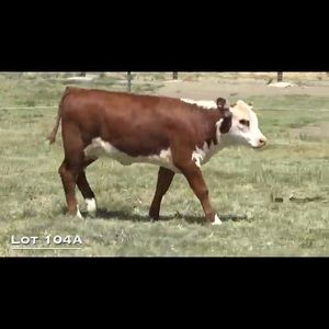 Meet your Posher, Shelly